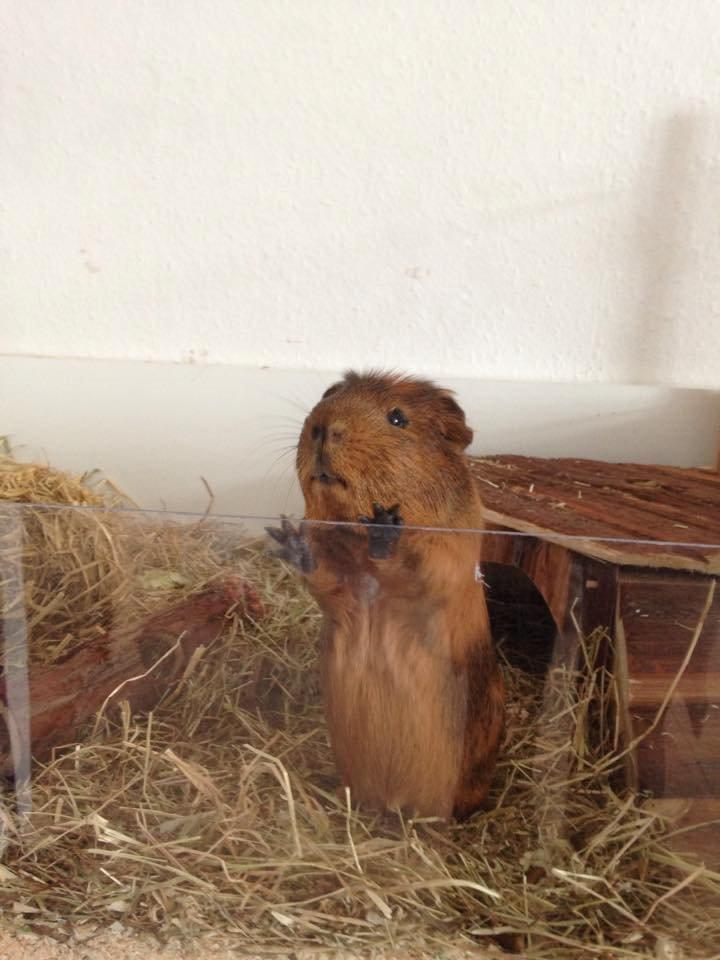 Marsvin Sir Monty Montgomery "Satan" billede 6