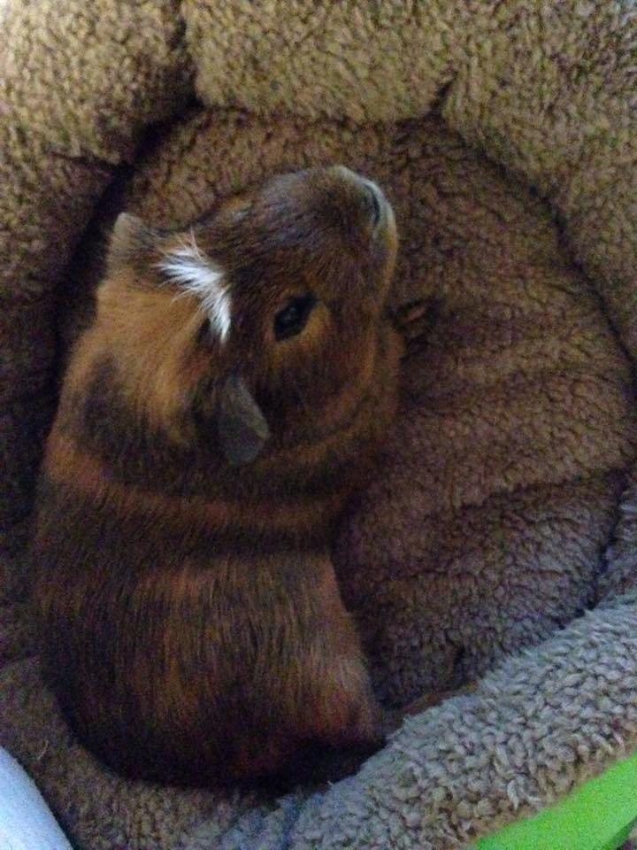 Marsvin Sir Monty Montgomery "Satan" billede 8