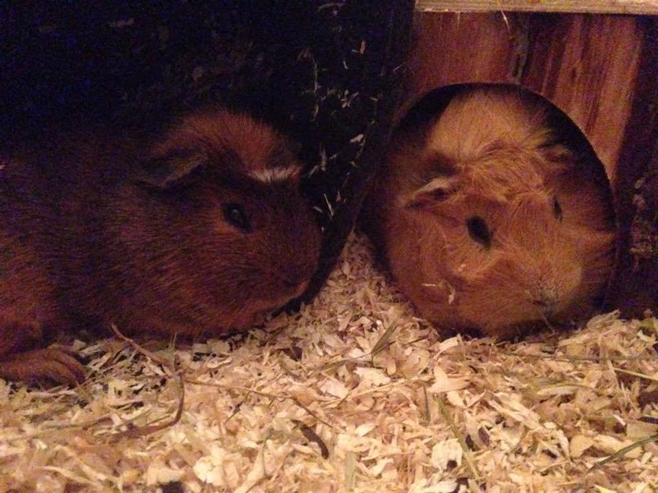 Marsvin Sir Monty Montgomery "Satan" billede 10