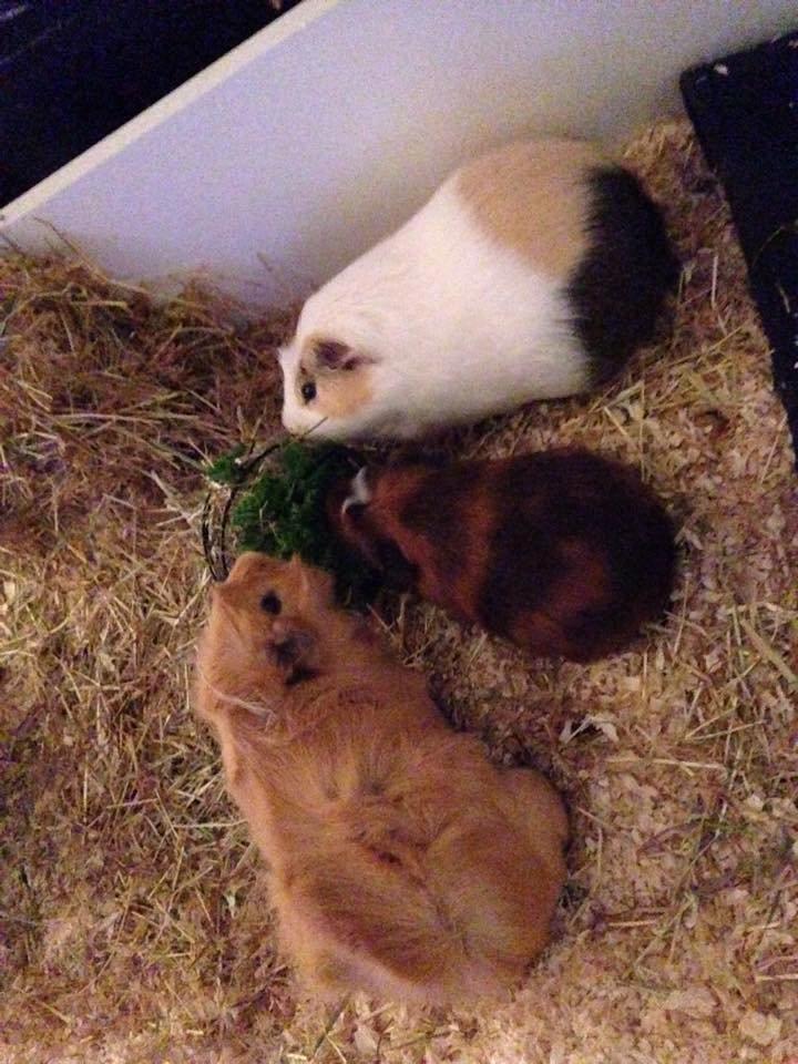 Marsvin Sir Monty Montgomery "Satan" billede 11