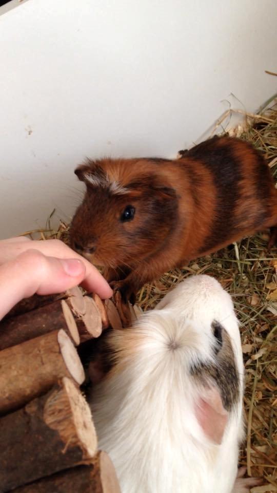 Marsvin Sir Monty Montgomery "Satan" billede 3