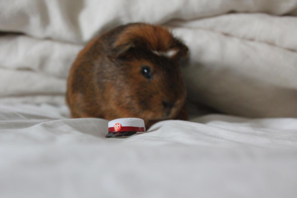 Marsvin Sir Monty Montgomery "Satan" billede 9