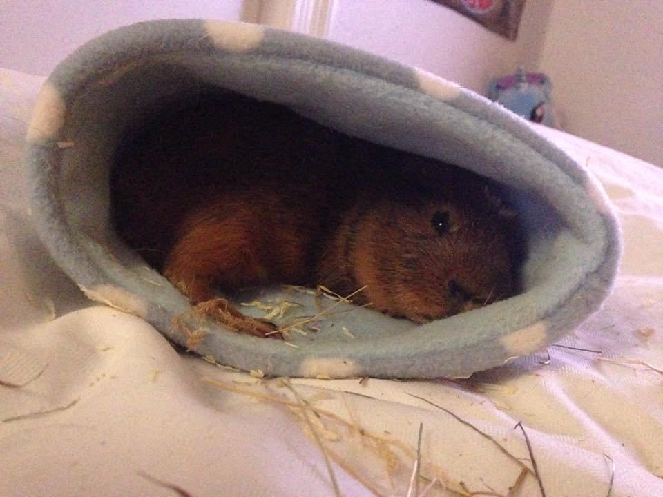 Marsvin Sir Monty Montgomery "Satan" billede 5