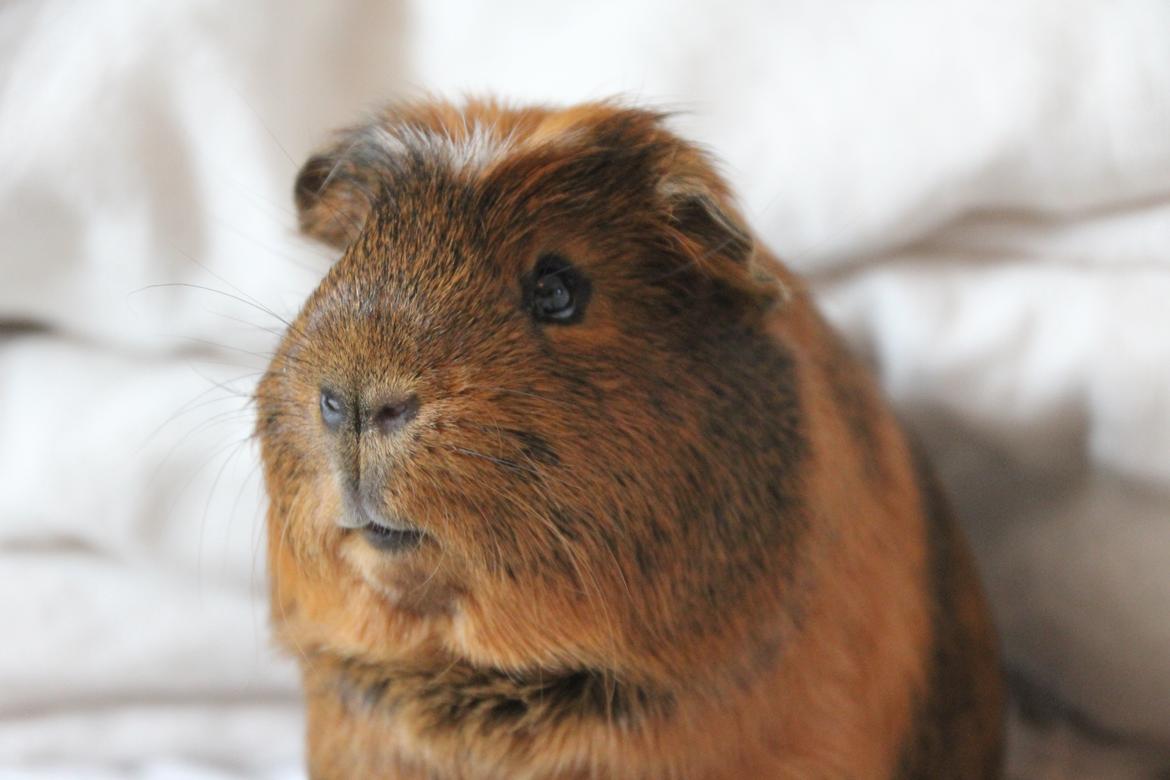 Marsvin Sir Monty Montgomery "Satan" billede 7