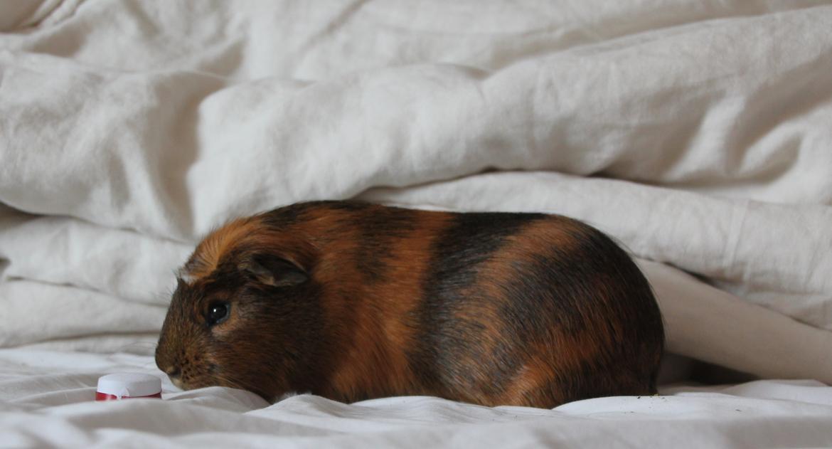 Marsvin Sir Monty Montgomery "Satan" billede 2