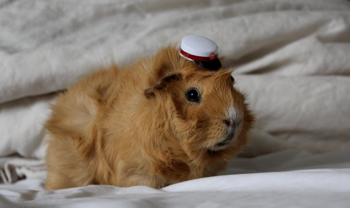 Marsvin Charlie Chicken Nugget billede 1