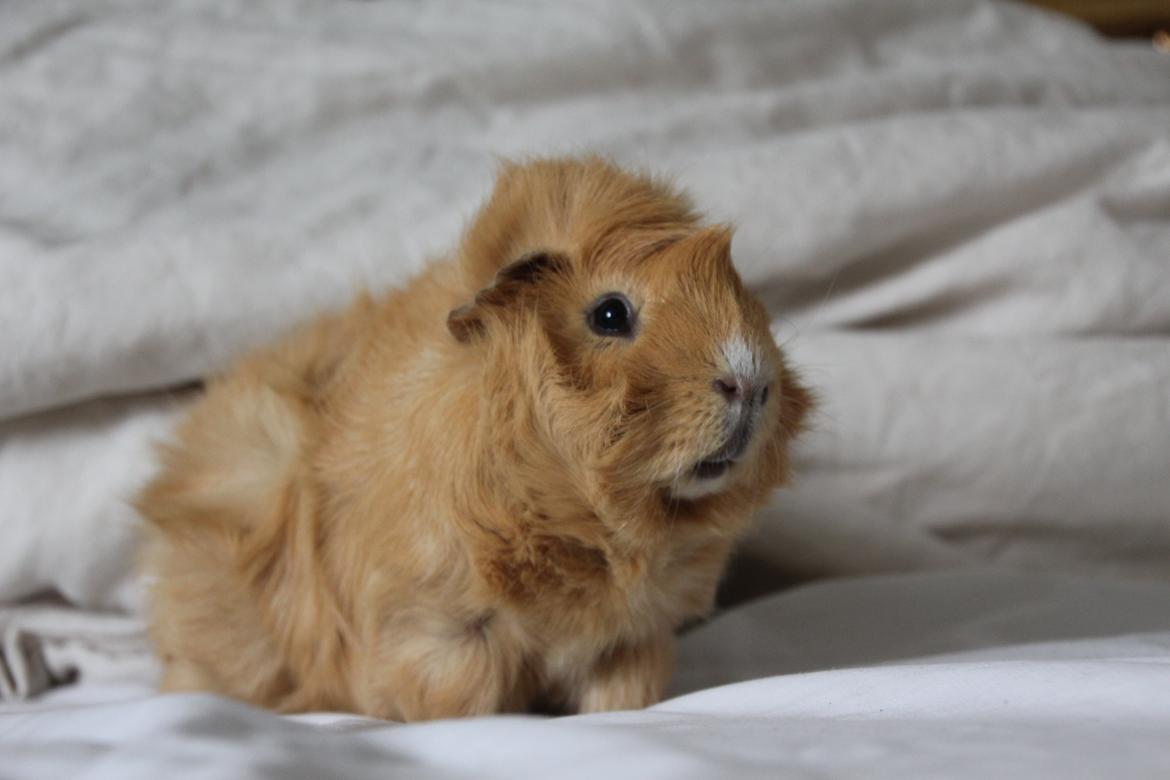 Marsvin Charlie Chicken Nugget billede 3