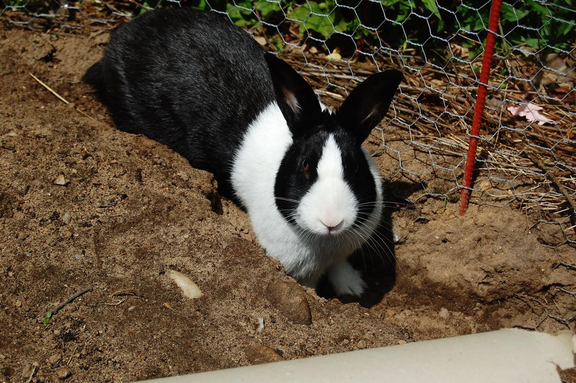 Kanin Major Lee Cosmo billede 3