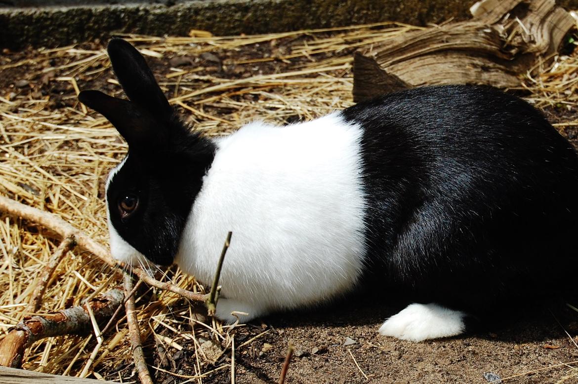 Kanin Major Lee Cosmo billede 5