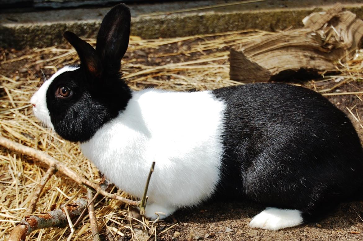 Kanin Major Lee Cosmo billede 6