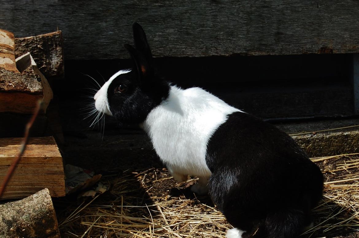 Kanin Major Lee Cosmo billede 1