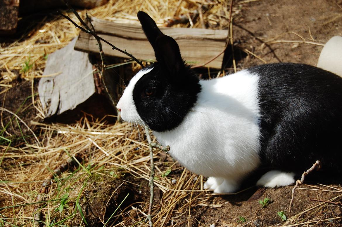 Kanin Major Lee Cosmo billede 7