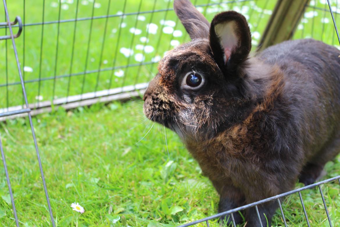 Kanin Amigo billede 25