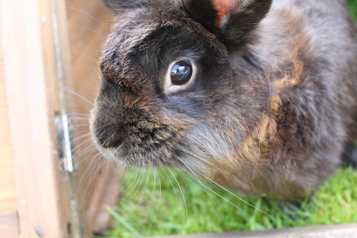 Kanin Amigo billede 26