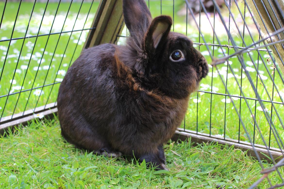 Kanin Amigo billede 27