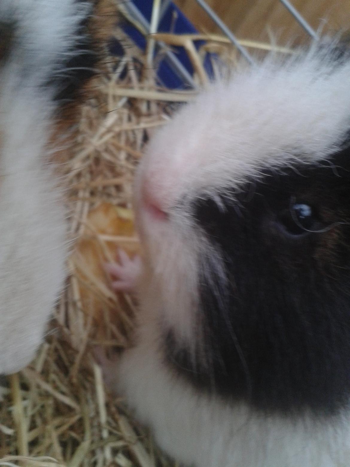 Marsvin magnus.   billede 1