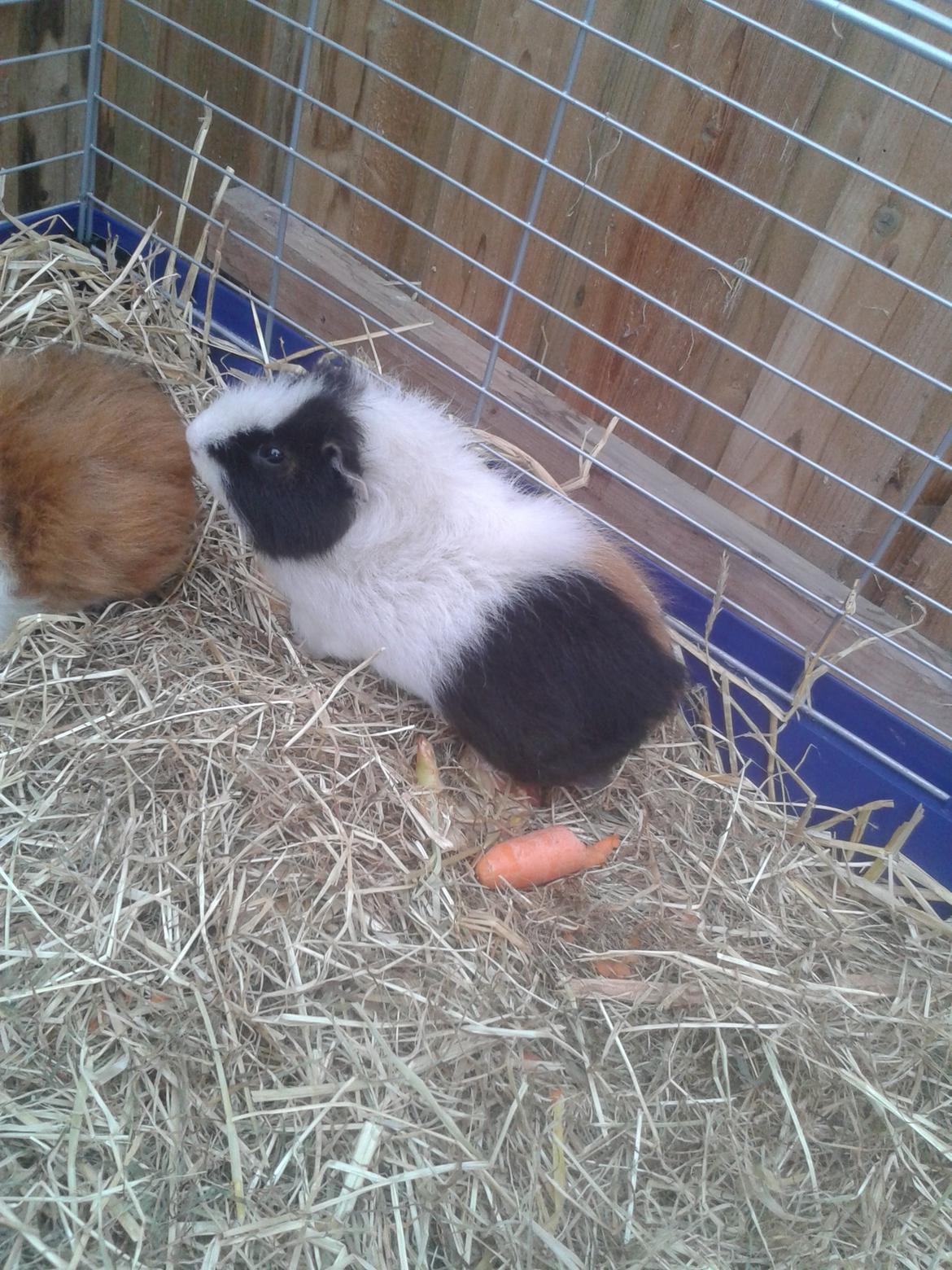 Marsvin magnus.   billede 2