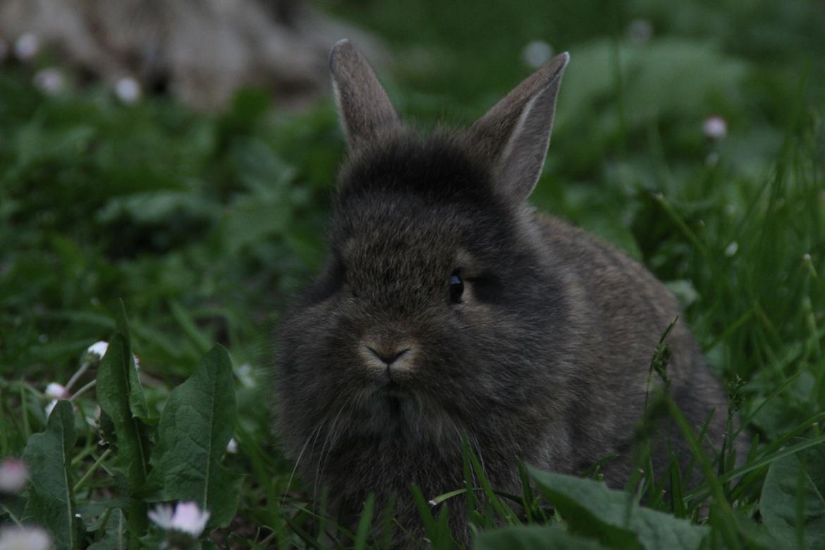 Kanin Taras Neonate Phuss billede 2