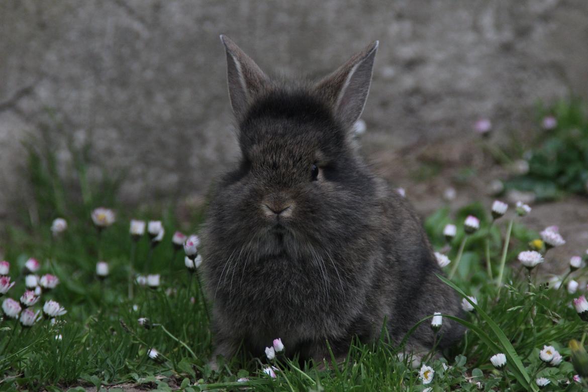 Kanin Taras Neonate Phuss billede 1