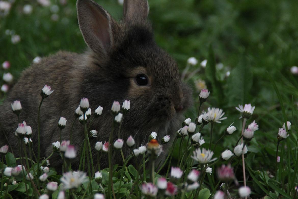 Kanin Taras Neonate Phuss billede 3