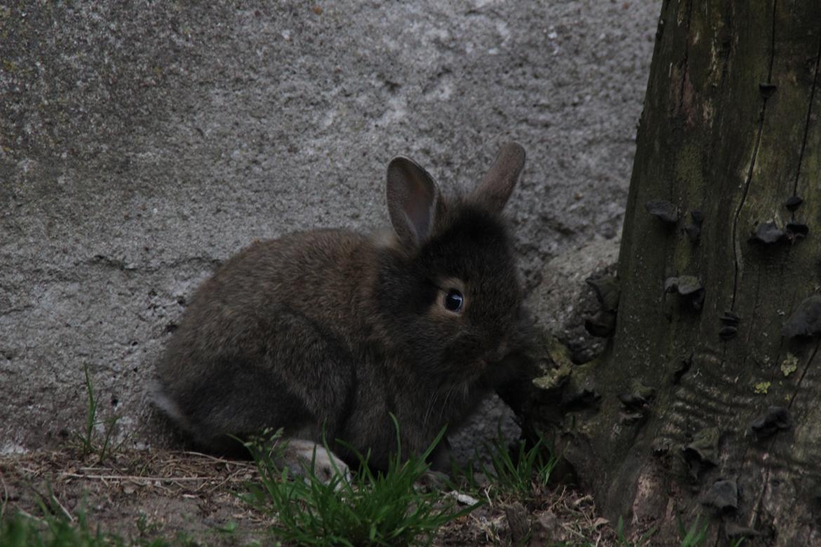 Kanin Taras Neonate Phuss billede 5