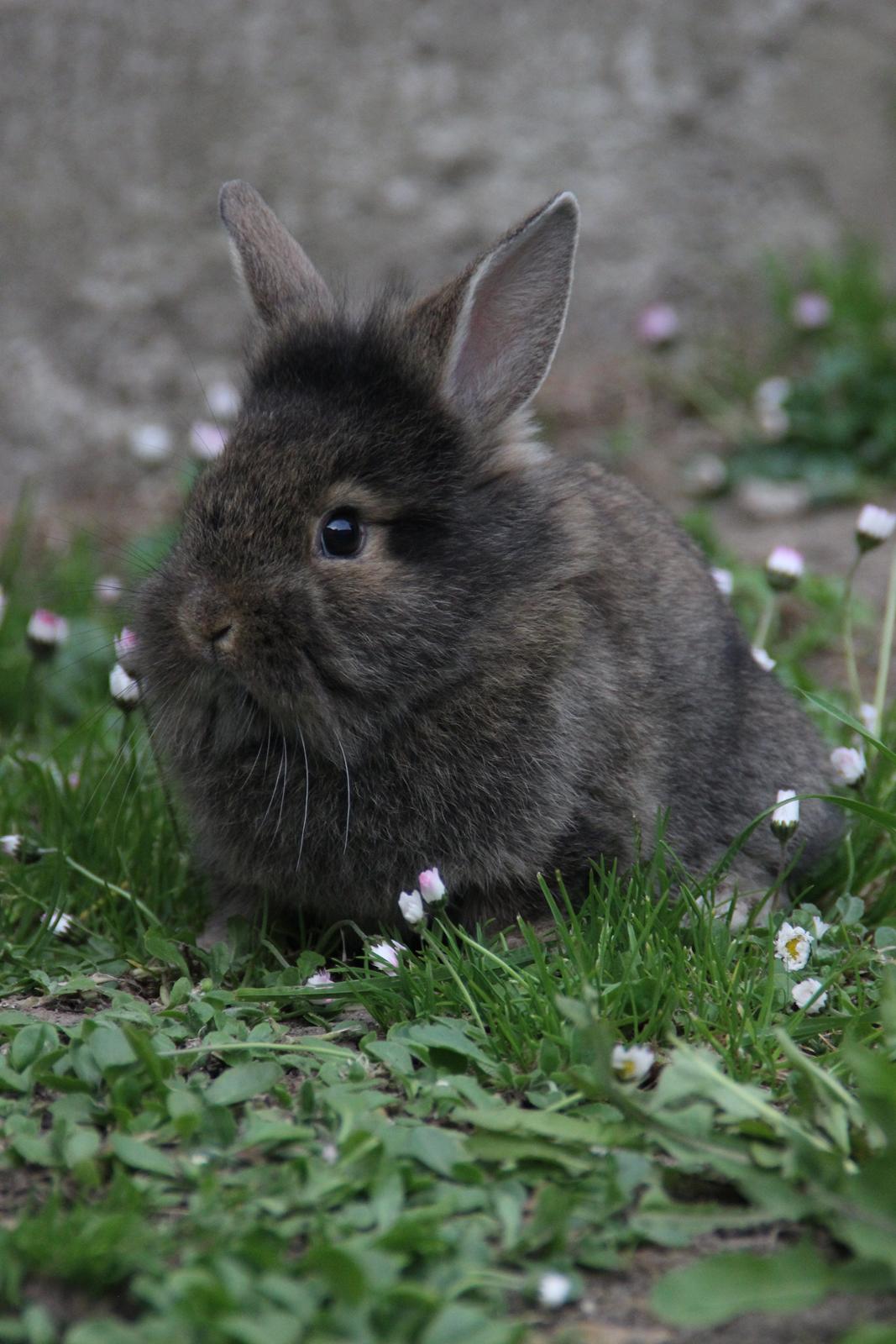 Kanin Taras Neonate Phuss billede 4