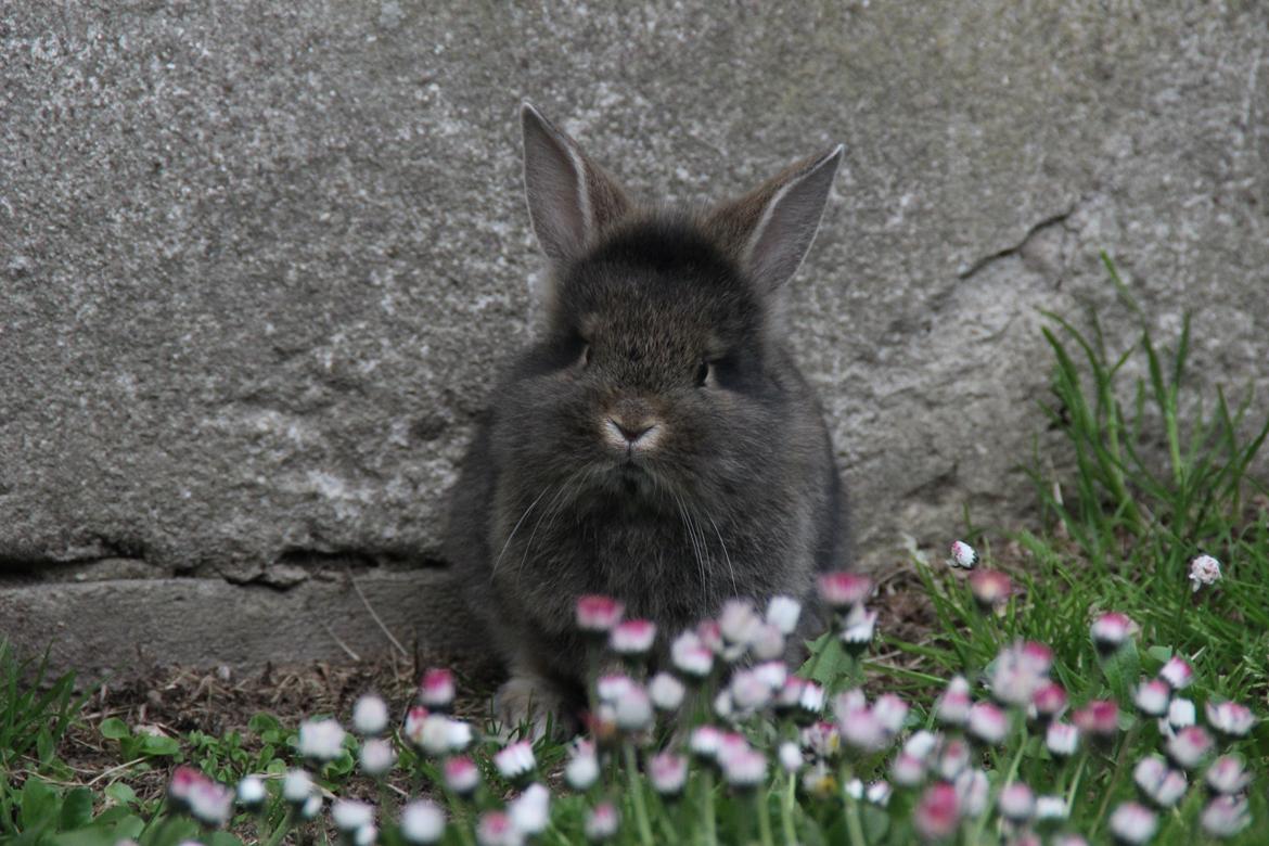 Kanin Taras Neonate Phuss billede 7