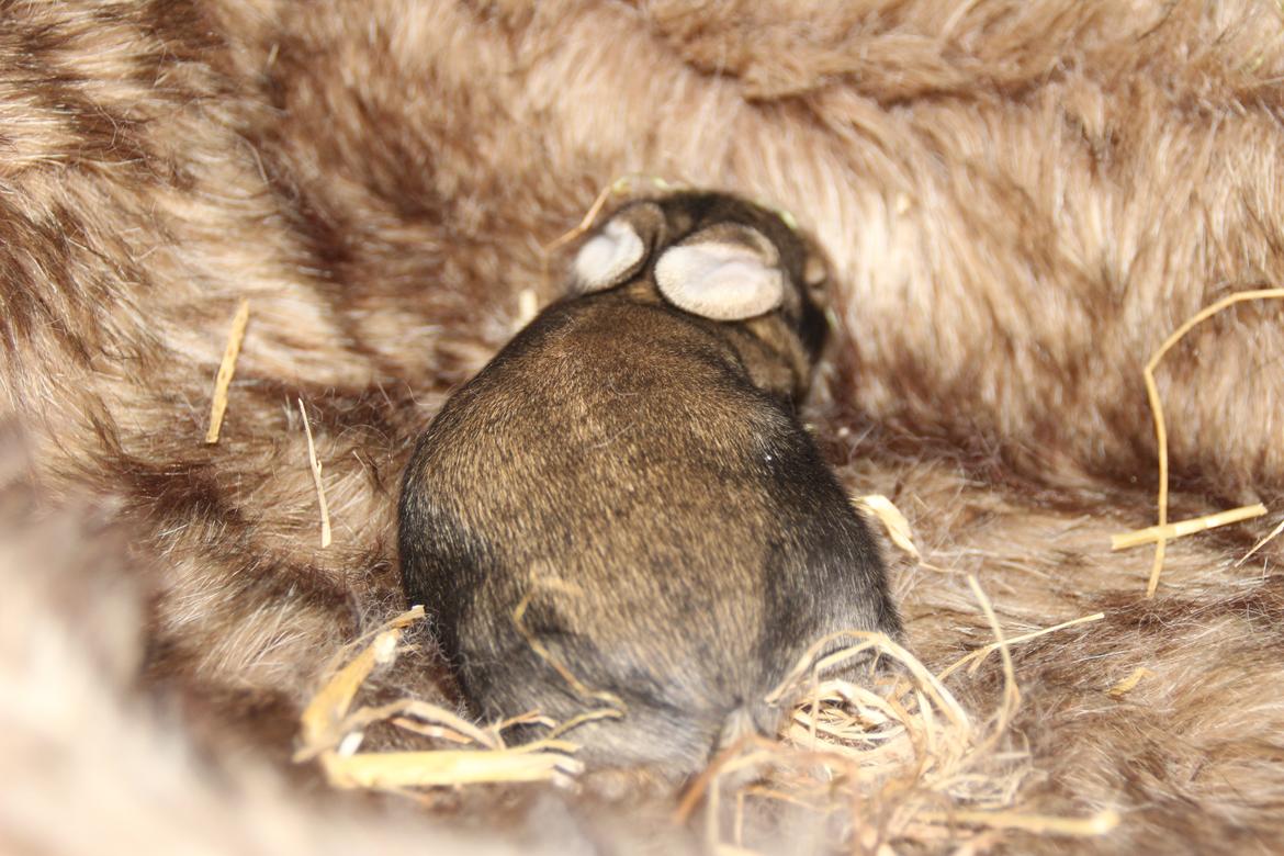Kanin Taras Neonate Phuss billede 8