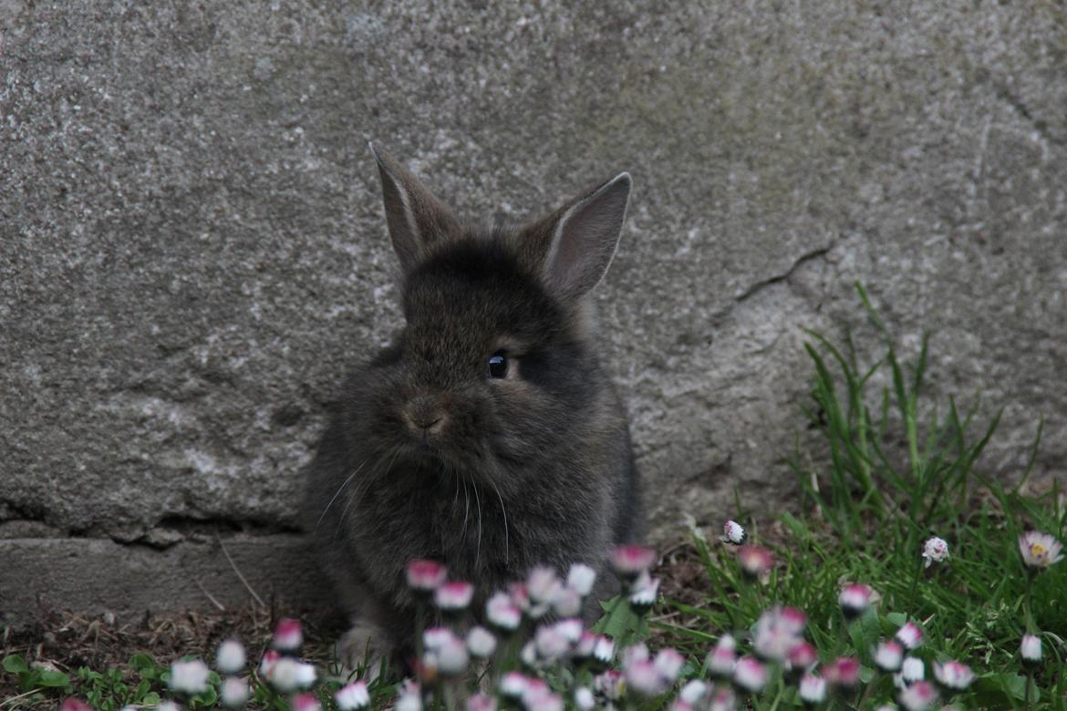 Kanin Taras Neonate Phuss billede 6