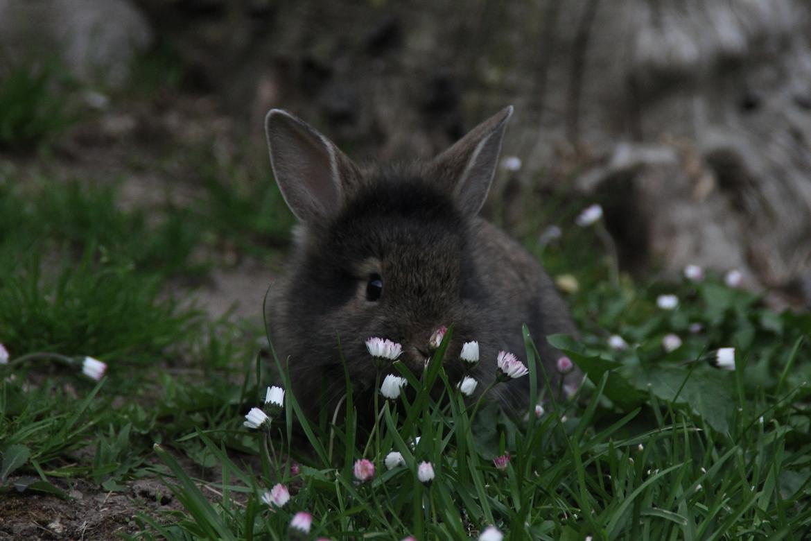 Kanin Taras Neonate Phuss billede 9