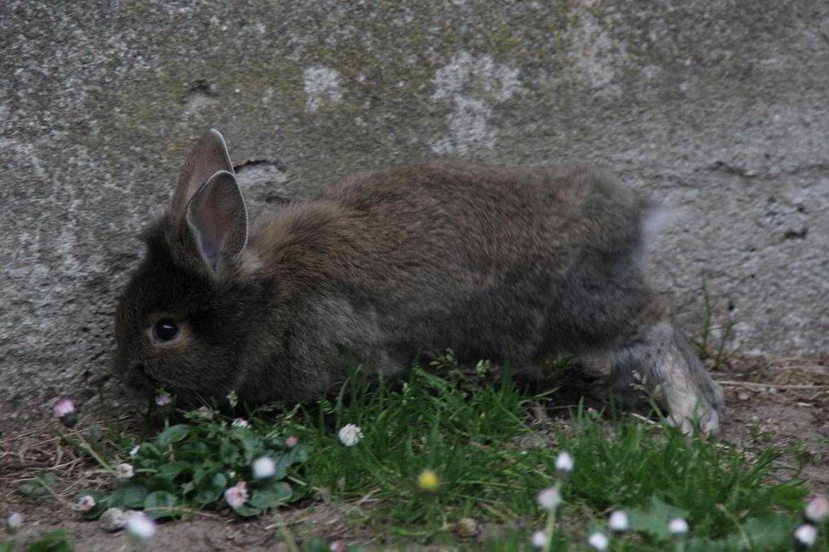 Kanin Taras Neonate Phuss billede 11