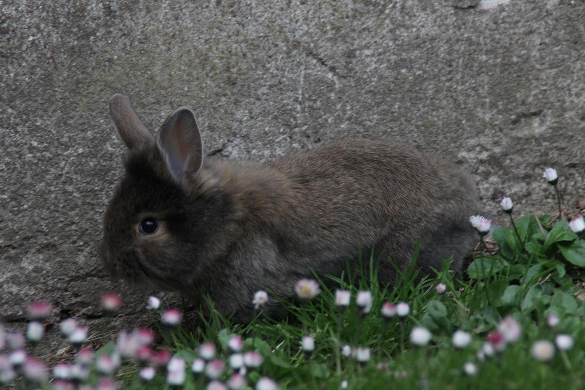 Kanin Taras Neonate Phuss billede 12