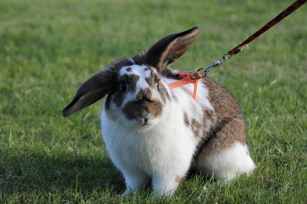 Kanin Solens Triops Biloba billede 5