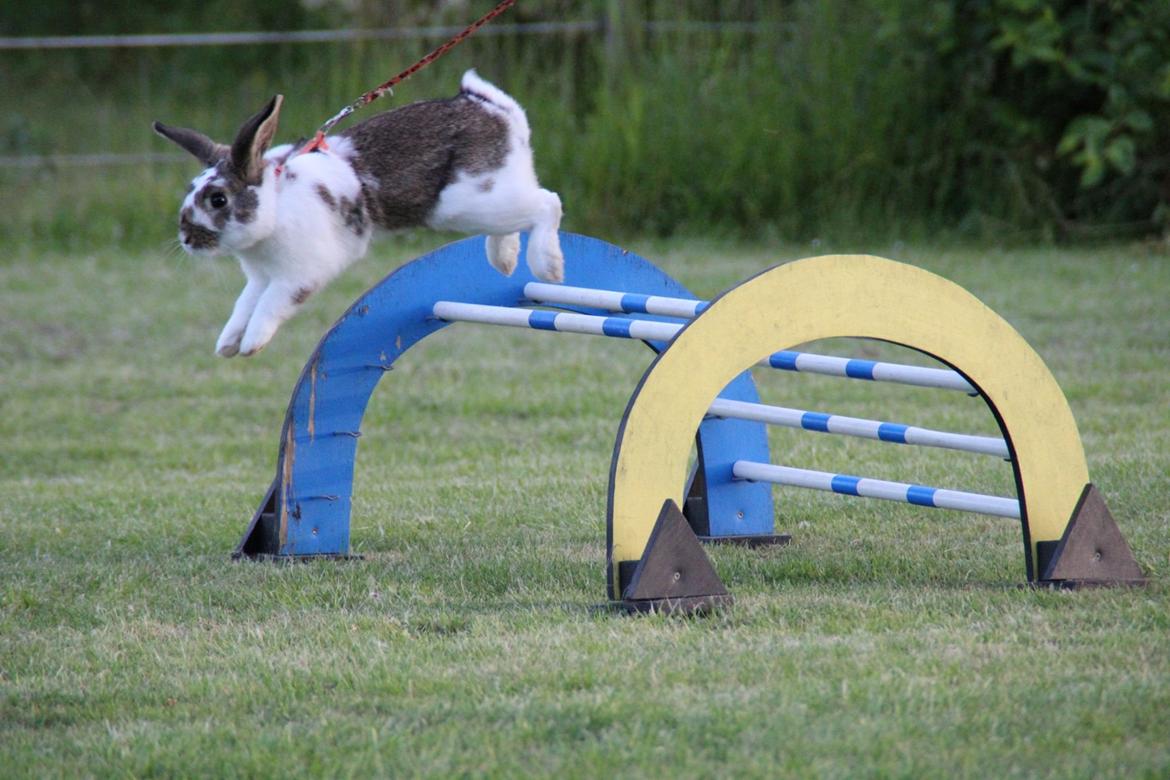 Kanin Solens Triops Biloba billede 1