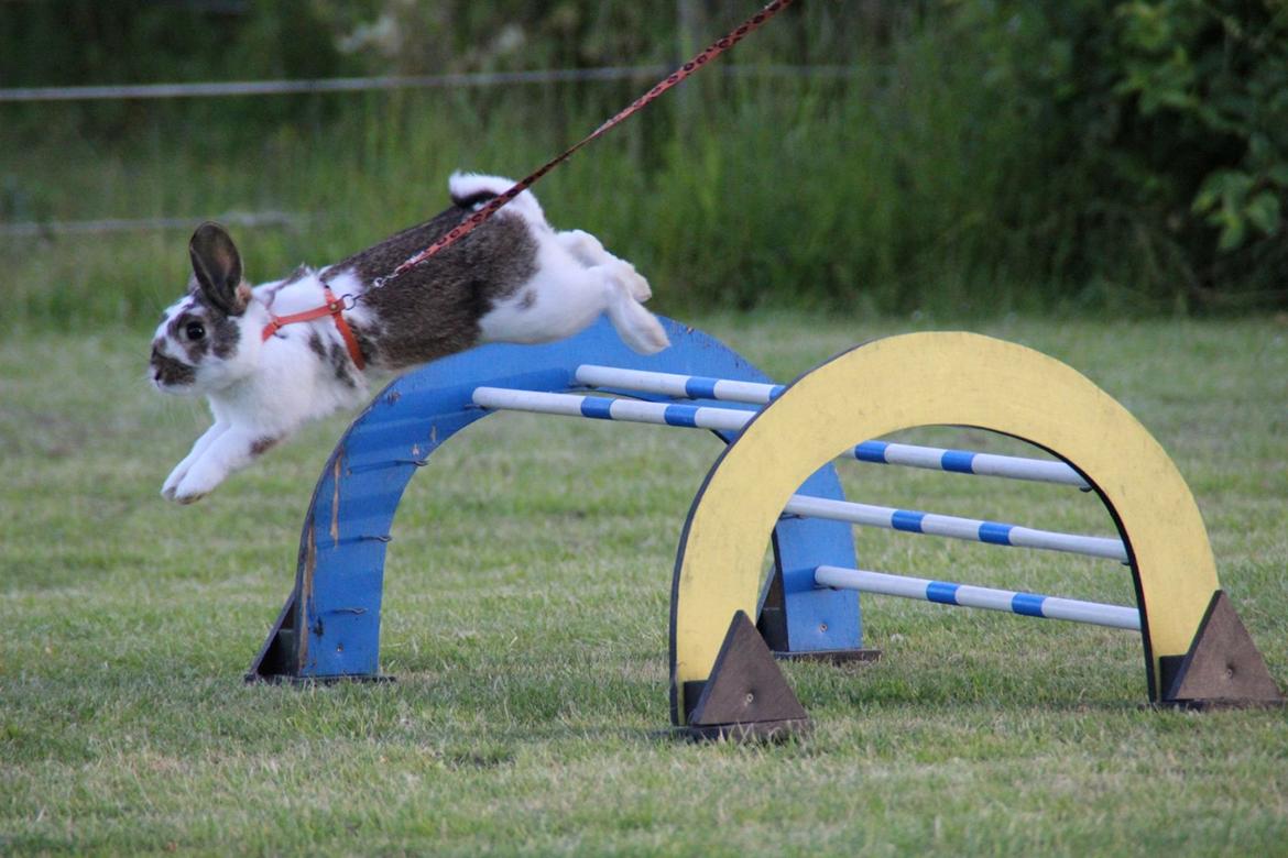 Kanin Solens Triops Biloba billede 2