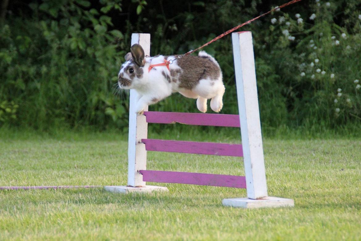 Kanin Solens Triops Biloba billede 3