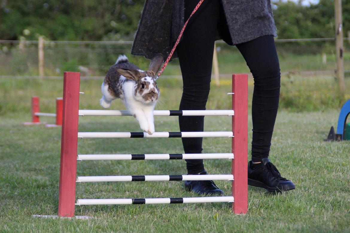 Kanin Solens Triops Biloba billede 4