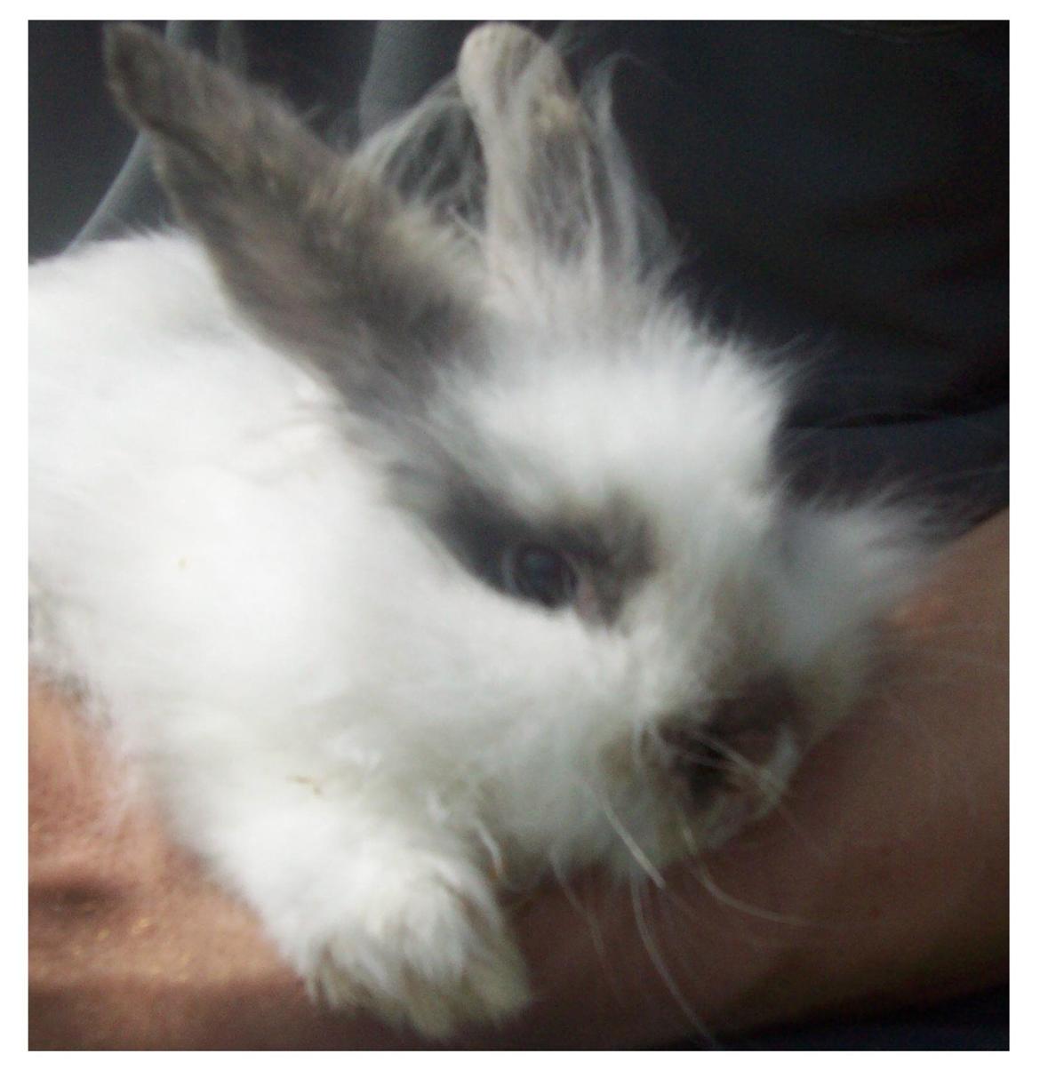 Kanin Lewis billede 1