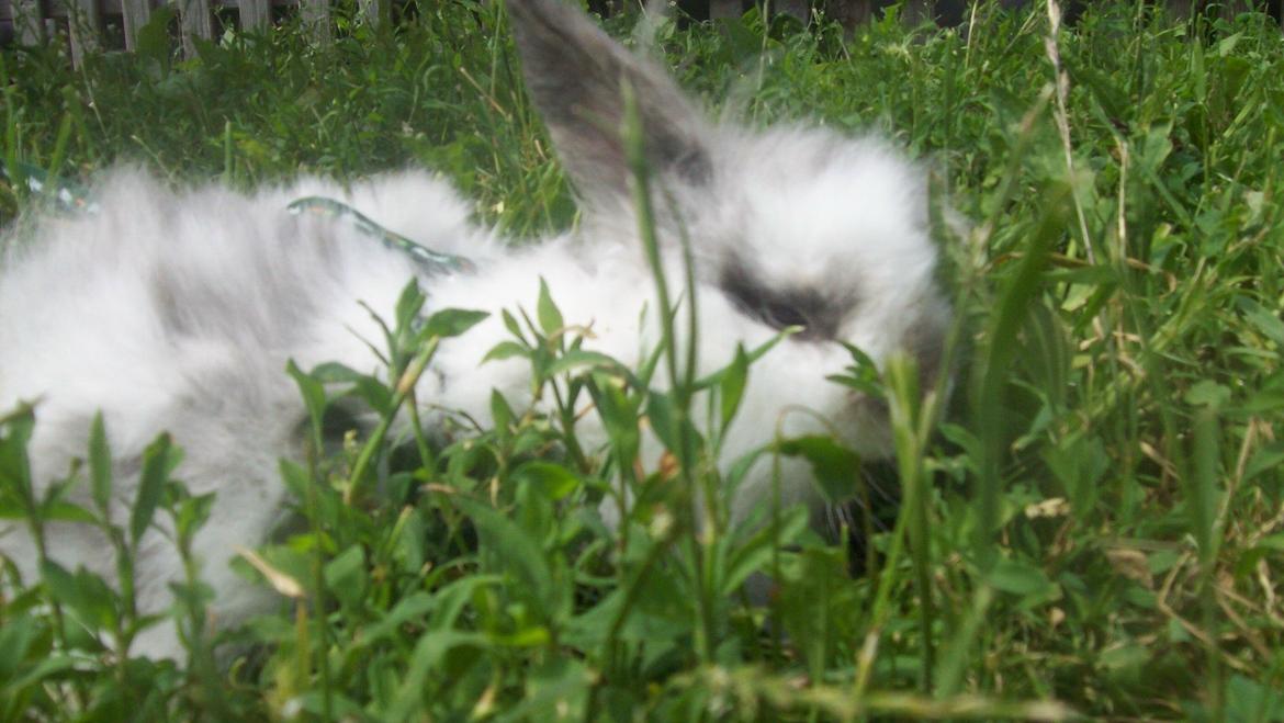 Kanin Lewis billede 2