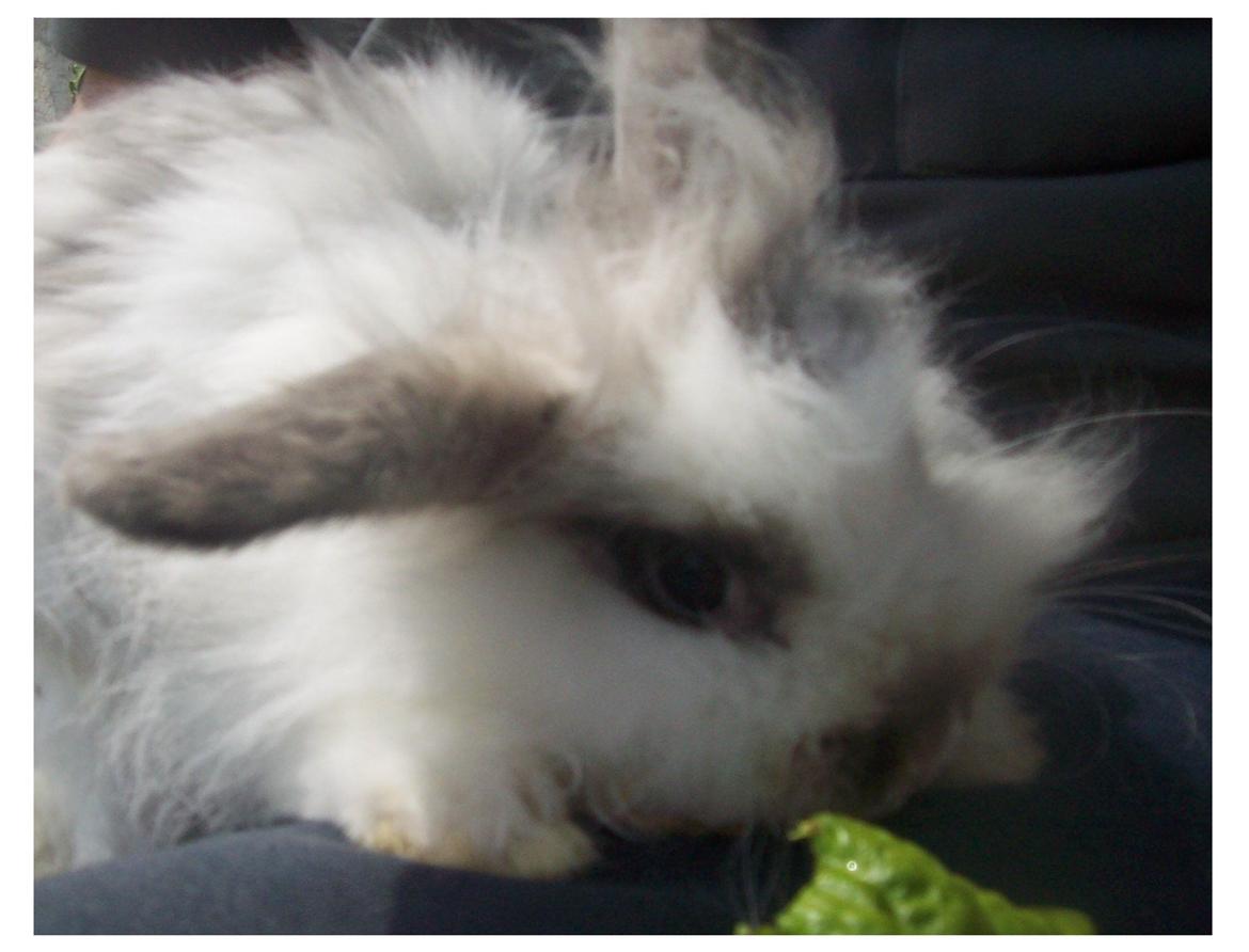 Kanin Lewis billede 3