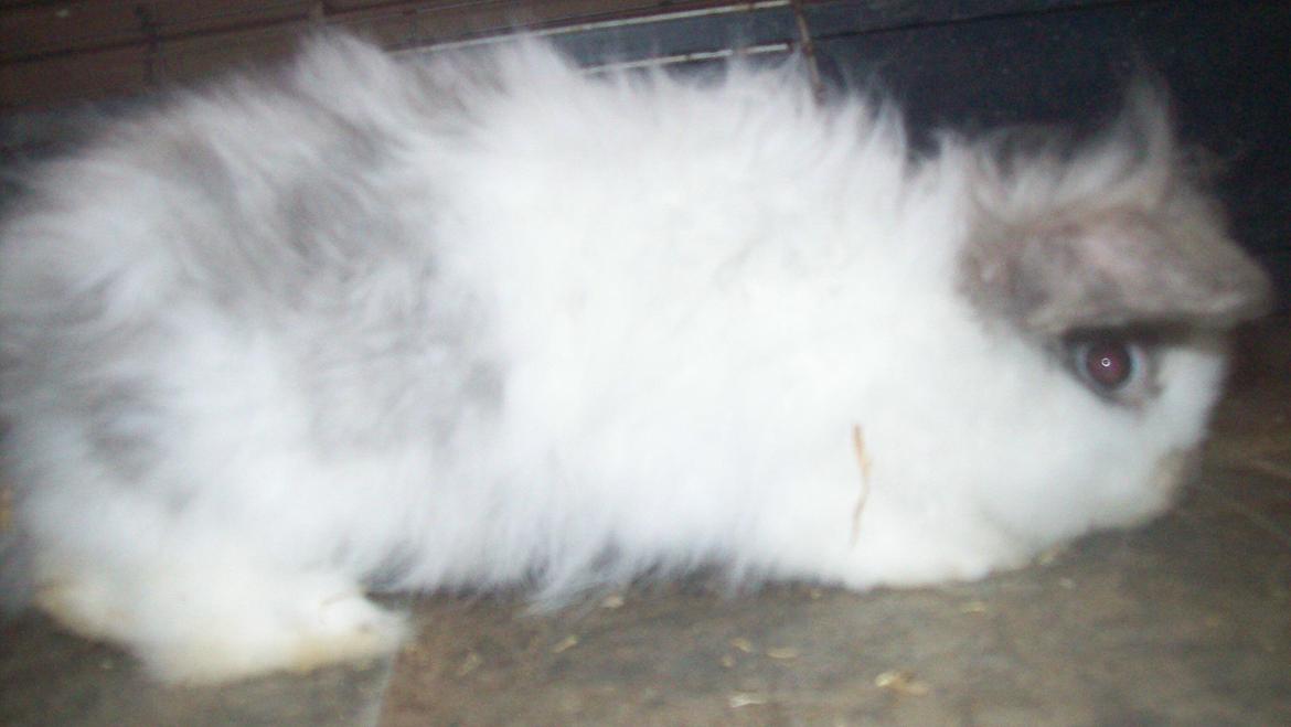 Kanin Lewis billede 4