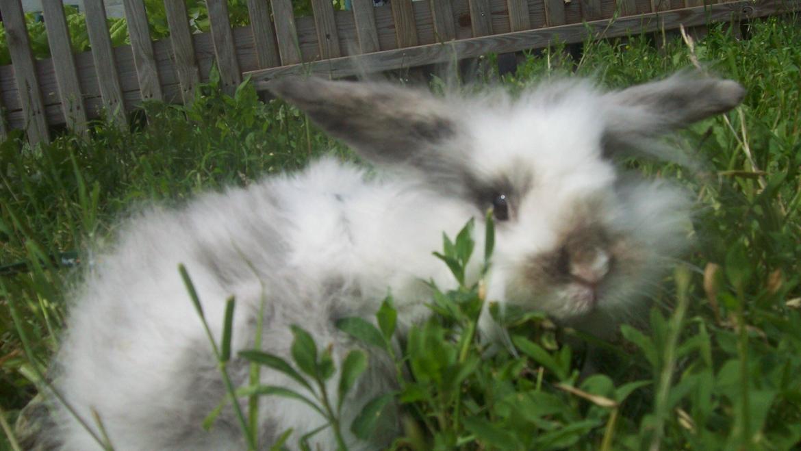 Kanin Lewis billede 5