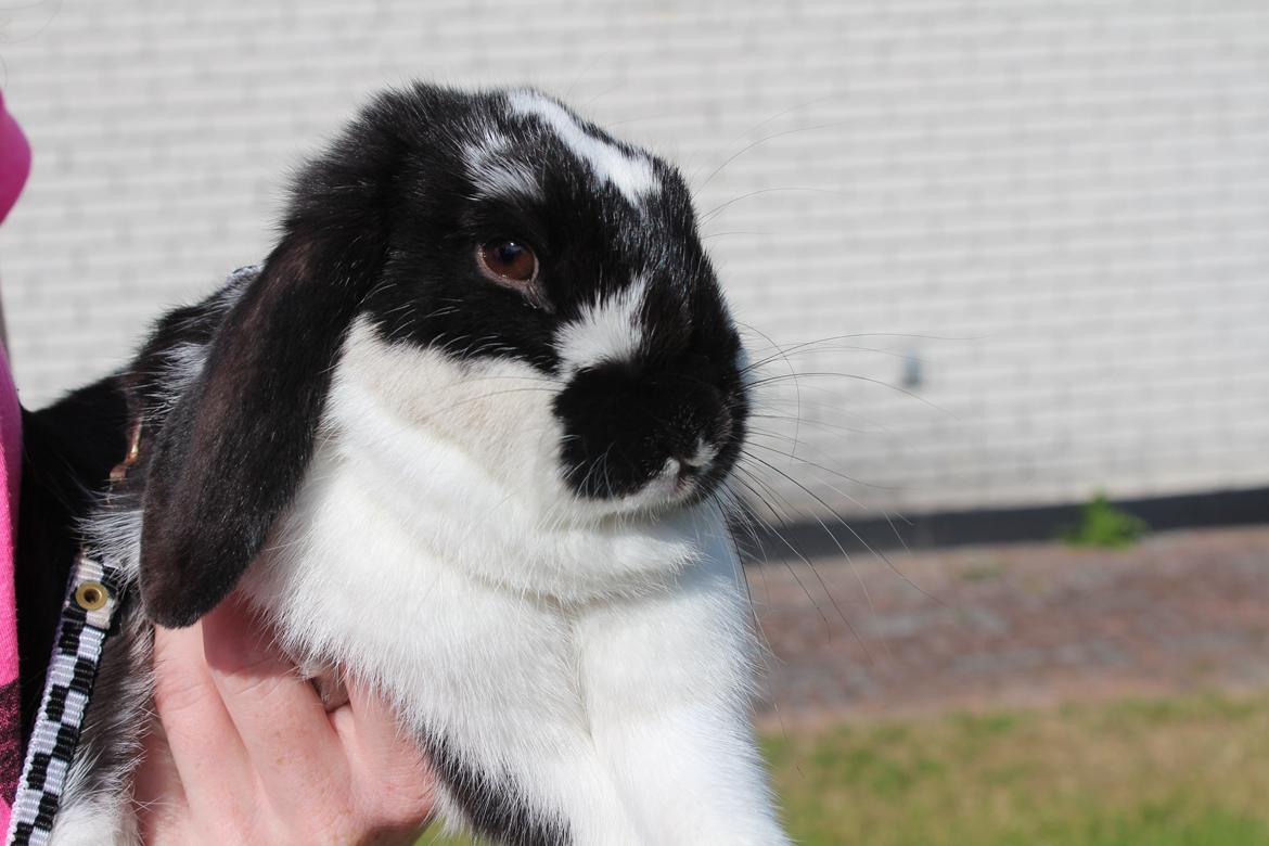 Kanin Smølfehusets Earth Apollo Lucky billede 37