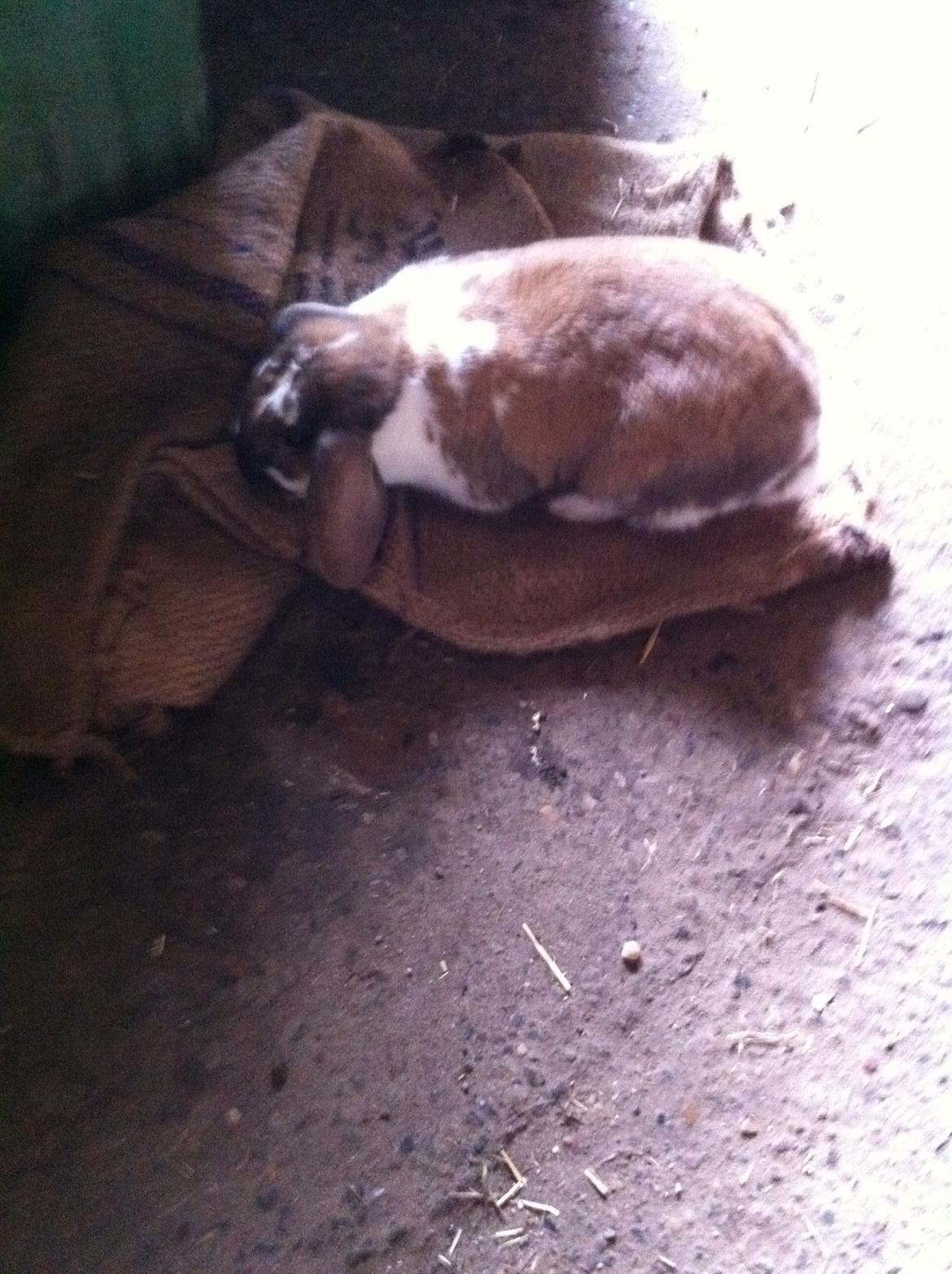 Kanin ??simba billede 2