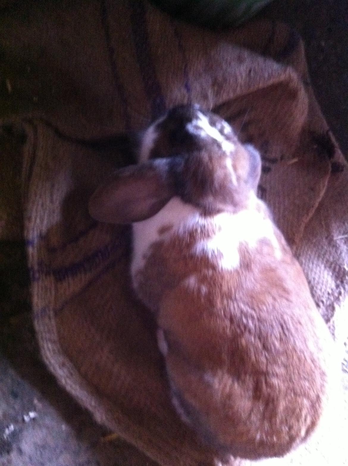 Kanin ??simba billede 1