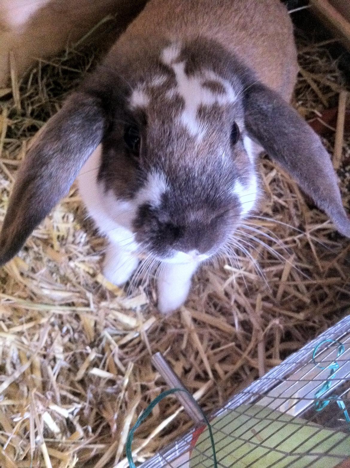 Kanin ??simba billede 3