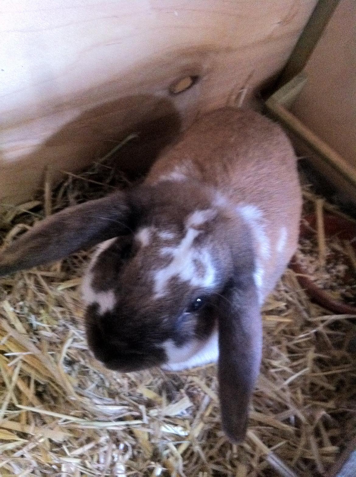 Kanin ??simba billede 4