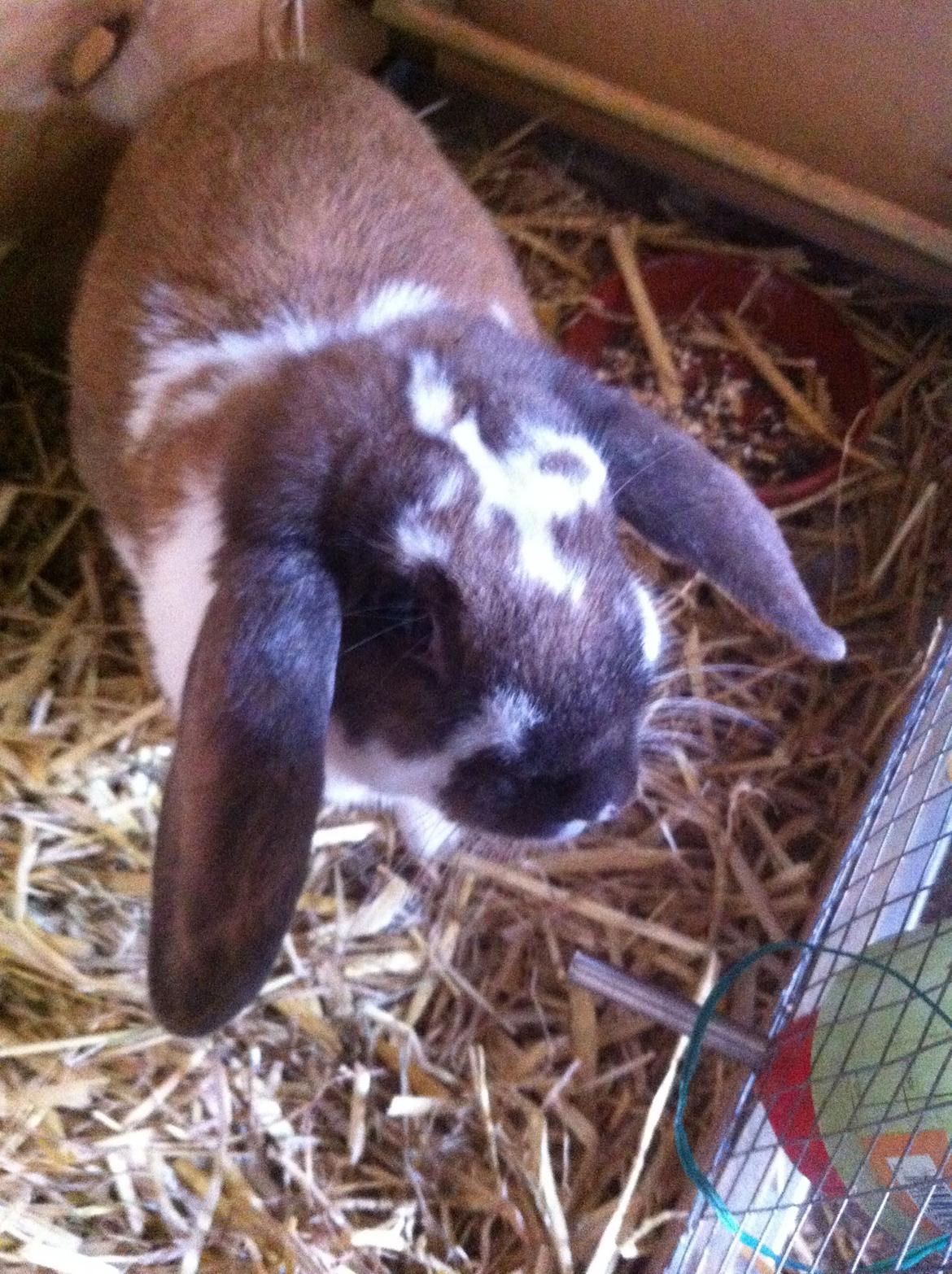 Kanin ??simba billede 5