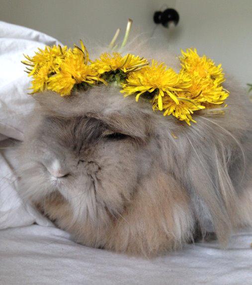 Kanin Løvevædder Joes Cappucchino - (Ea) - Blomsterprinsesse billede 26