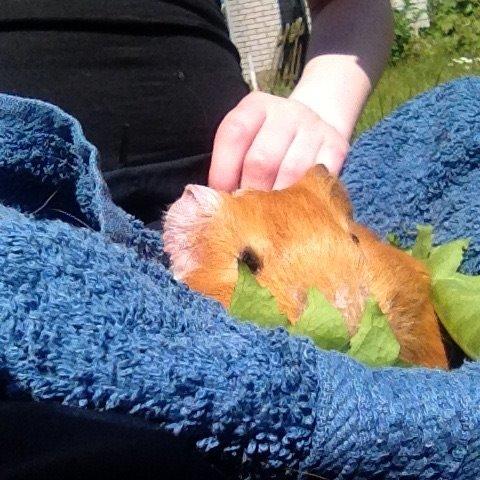 Marsvin Magnus ?? billede 11